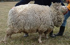 David in wool
